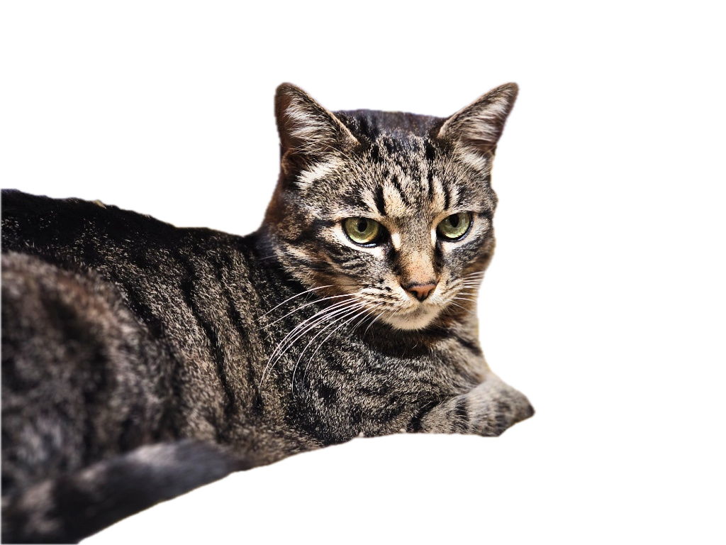 Csampi Head of Security